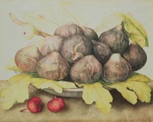 Feigen